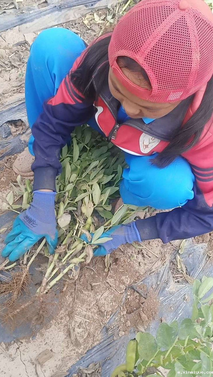 2021年必威betway中文官网夏令营第三期第14天:让孩子体验收割小麦的辛苦 2021年必威betway中文官网夏令营第三期第14天:让孩子体验收割小麦的辛苦_m.xinmiyue.com