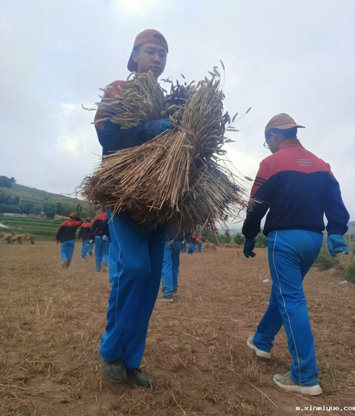 2021年必威betway中文官网夏令营第三期第14天:让孩子体验收割小麦的辛苦 2021年必威betway中文官网夏令营第三期第14天:让孩子体验收割小麦的辛苦_m.xinmiyue.com