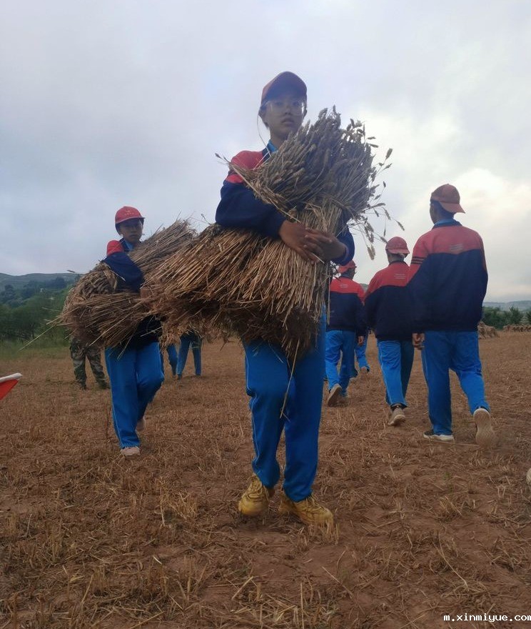 2021年必威betway中文官网夏令营第三期第14天:让孩子体验收割小麦的辛苦 2021年必威betway中文官网夏令营第三期第14天:让孩子体验收割小麦的辛苦_m.xinmiyue.com