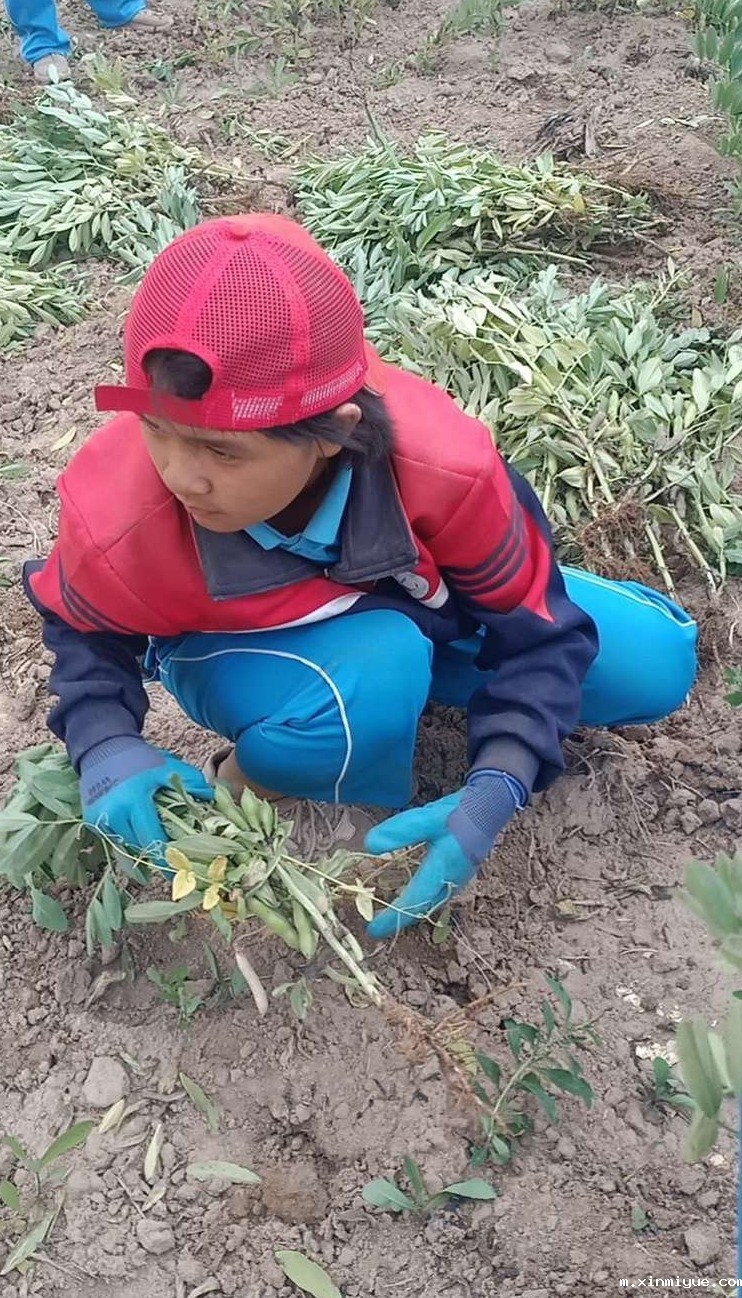 2021年必威betway中文官网夏令营第三期第14天:让孩子体验收割小麦的辛苦 2021年必威betway中文官网夏令营第三期第14天:让孩子体验收割小麦的辛苦_m.xinmiyue.com