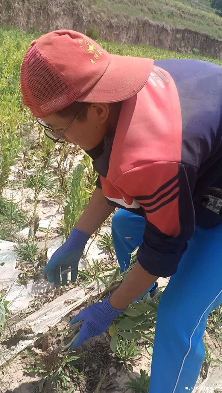 2021年必威betway中文官网夏令营第三期第14天:让孩子体验收割小麦的辛苦 2021年必威betway中文官网夏令营第三期第14天:让孩子体验收割小麦的辛苦_m.xinmiyue.com