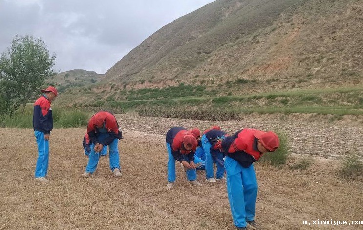 2021年必威betway中文官网夏令营第三期第14天:让孩子体验收割小麦的辛苦 2021年必威betway中文官网夏令营第三期第14天:让孩子体验收割小麦的辛苦_m.xinmiyue.com