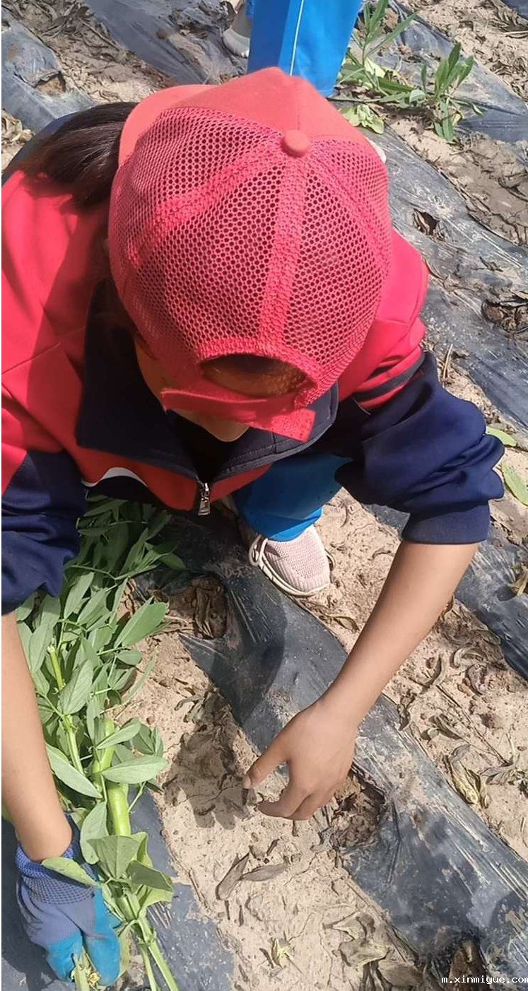 2021年必威betway中文官网夏令营第三期第14天:让孩子体验收割小麦的辛苦 2021年必威betway中文官网夏令营第三期第14天:让孩子体验收割小麦的辛苦_m.xinmiyue.com