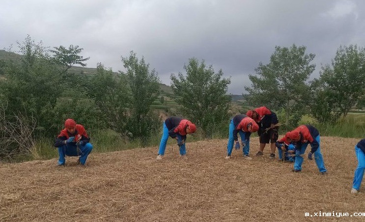 2021年必威betway中文官网夏令营第三期第14天:让孩子体验收割小麦的辛苦 2021年必威betway中文官网夏令营第三期第14天:让孩子体验收割小麦的辛苦_m.xinmiyue.com