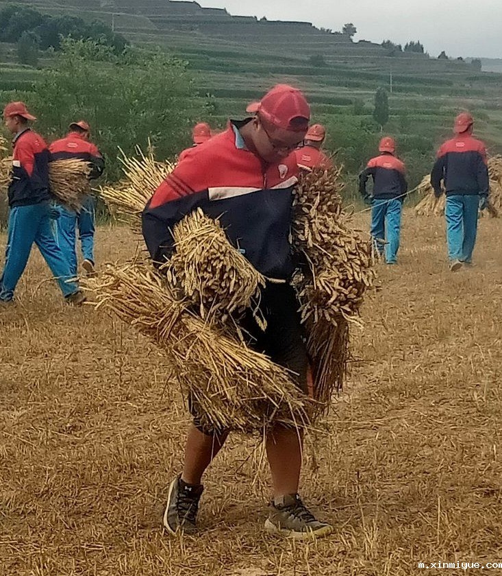 2021年必威betway中文官网夏令营第三期第14天:让孩子体验收割小麦的辛苦 2021年必威betway中文官网夏令营第三期第14天:让孩子体验收割小麦的辛苦_m.xinmiyue.com