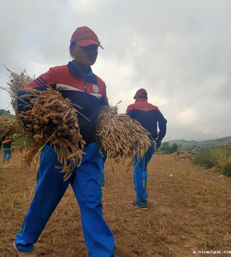 2021年必威betway中文官网夏令营第三期第14天:让孩子体验收割小麦的辛苦 2021年必威betway中文官网夏令营第三期第14天:让孩子体验收割小麦的辛苦_m.xinmiyue.com