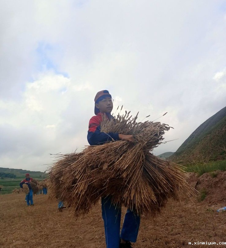 2021年必威betway中文官网夏令营第三期第14天:让孩子体验收割小麦的辛苦 2021年必威betway中文官网夏令营第三期第14天:让孩子体验收割小麦的辛苦_m.xinmiyue.com