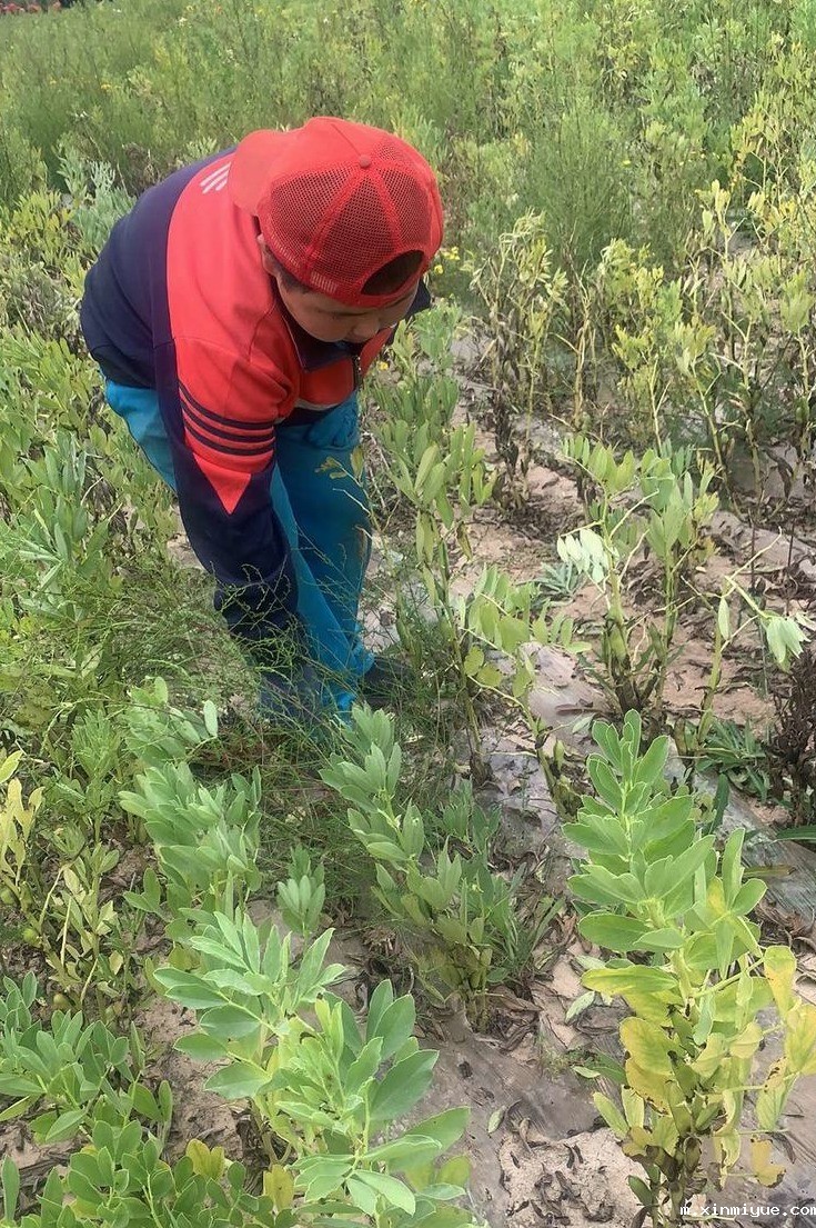 2021年必威betway中文官网夏令营第三期第十二天:为什么要珍惜粮食 看一粒小麦的生命之旅就懂了 2021年必威betway中文官网夏令营第三期第十二天:为什么要珍惜粮食 看一粒小麦的生命之旅就懂了_m.xinmiyue.com