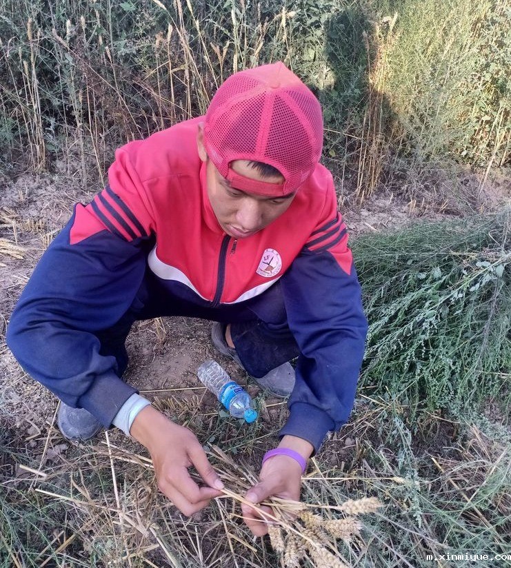 2021年必威betway中文官网夏令营第三期第十二天:为什么要珍惜粮食 看一粒小麦的生命之旅就懂了 2021年必威betway中文官网夏令营第三期第十二天:为什么要珍惜粮食 看一粒小麦的生命之旅就懂了_m.xinmiyue.com