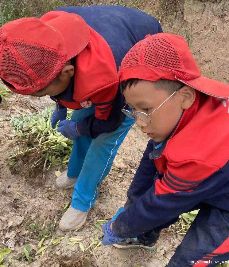 2021年必威betway中文官网夏令营第三期第十二天:为什么要珍惜粮食 看一粒小麦的生命之旅就懂了 2021年必威betway中文官网夏令营第三期第十二天:为什么要珍惜粮食 看一粒小麦的生命之旅就懂了_m.xinmiyue.com