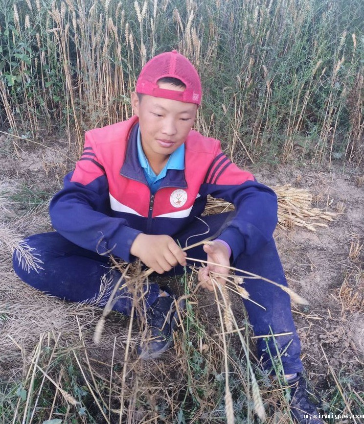 2021年必威betway中文官网夏令营第三期第十二天:为什么要珍惜粮食 看一粒小麦的生命之旅就懂了 2021年必威betway中文官网夏令营第三期第十二天:为什么要珍惜粮食 看一粒小麦的生命之旅就懂了_m.xinmiyue.com