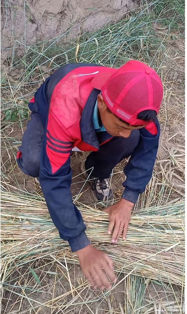 2021年必威betway中文官网夏令营第三期第十二天:为什么要珍惜粮食 看一粒小麦的生命之旅就懂了 2021年必威betway中文官网夏令营第三期第十二天:为什么要珍惜粮食 看一粒小麦的生命之旅就懂了_m.xinmiyue.com