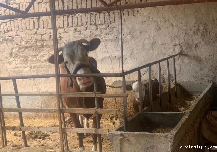 段静 八口之家 年入7000元 段静 八口之家 年入7000元_m.xinmiyue.com