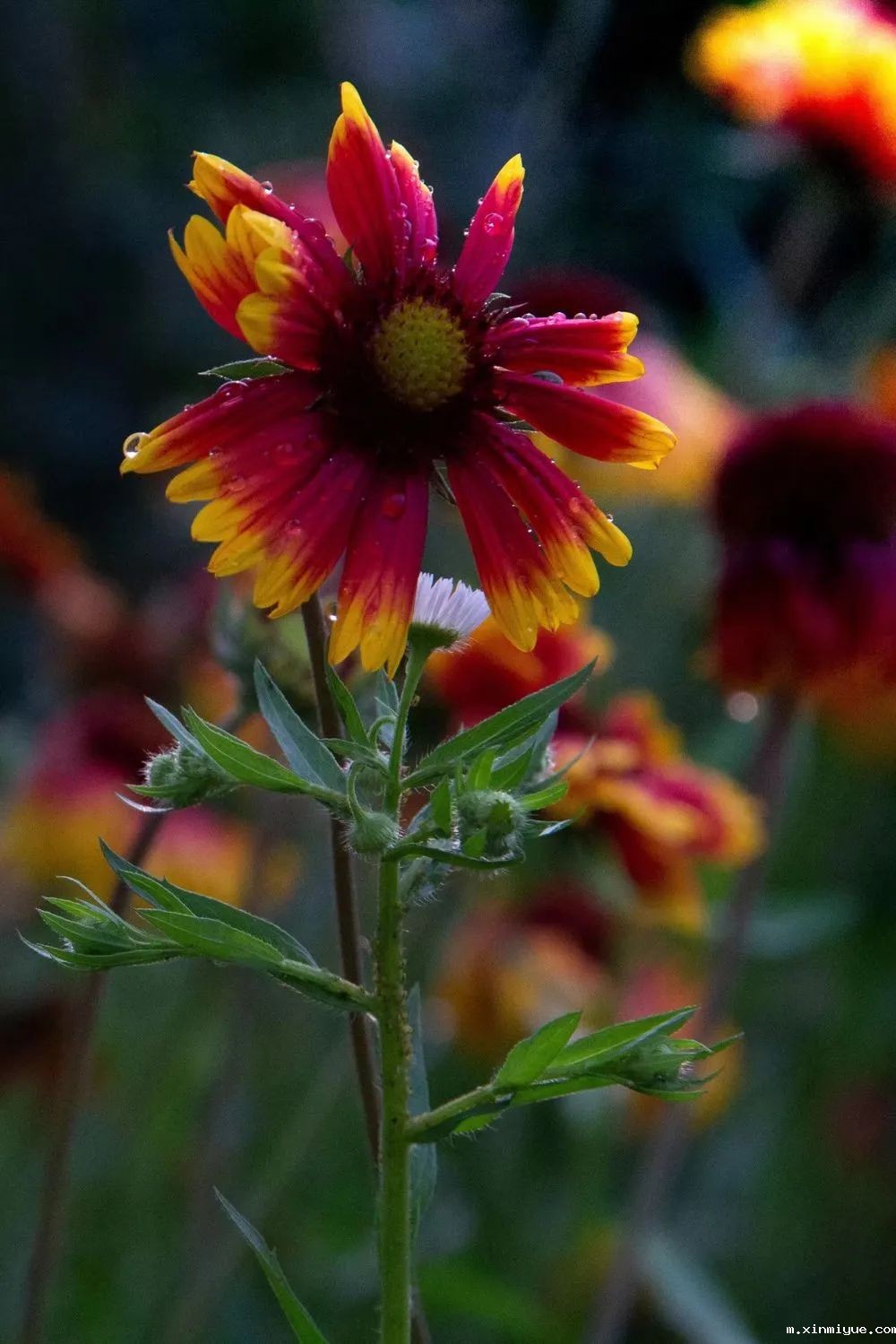 他驾着扭扭车参加高考,原因让人心疼! 他驾着扭扭车参加高考,原因让人心疼!_m.xinmiyue.com