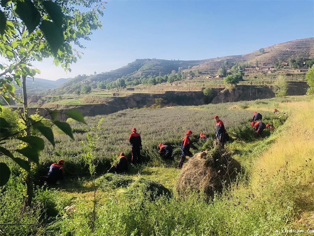 必威betway中文官网「2022年成长不烦恼」磨炼营第四天:体验收割苜蓿草 剔除玉米杂苗 必威betway中文官网「2022年成长不烦恼」磨炼营第四天:体验收割苜蓿草 剔除玉米杂苗_m.xinmiyue.com