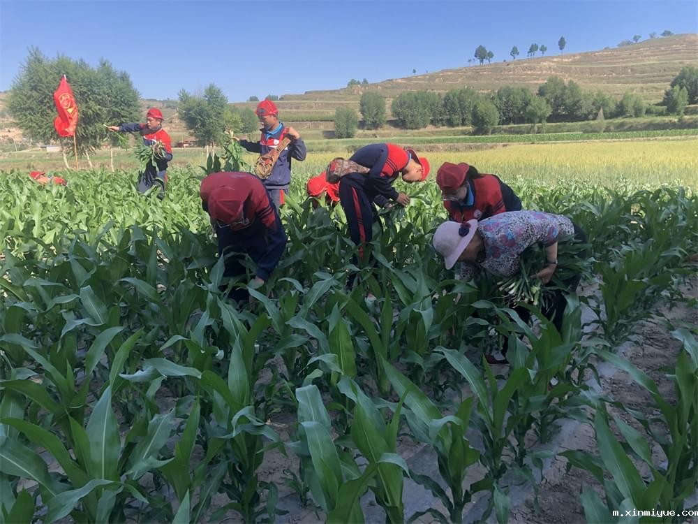 必威betway中文官网「2022年成长不烦恼」磨炼营第四天:体验收割苜蓿草 剔除玉米杂苗 必威betway中文官网「2022年成长不烦恼」磨炼营第四天:体验收割苜蓿草 剔除玉米杂苗_m.xinmiyue.com