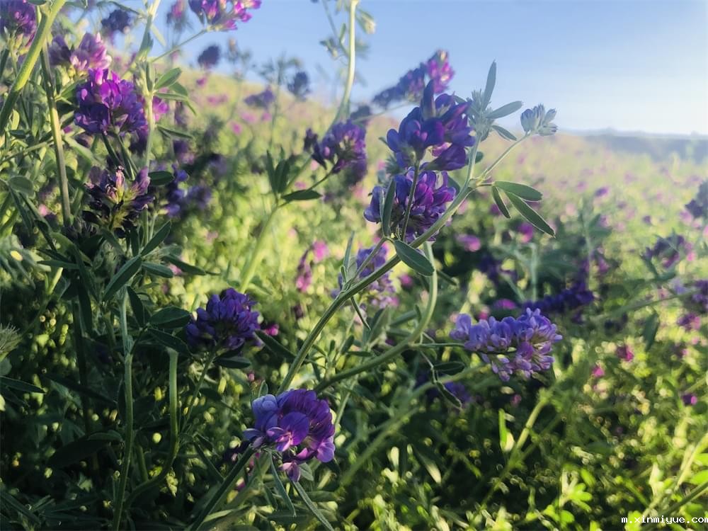 必威betway中文官网「2022年成长不烦恼」磨炼营第四天:体验收割苜蓿草 剔除玉米杂苗 必威betway中文官网「2022年成长不烦恼」磨炼营第四天:体验收割苜蓿草 剔除玉米杂苗_m.xinmiyue.com