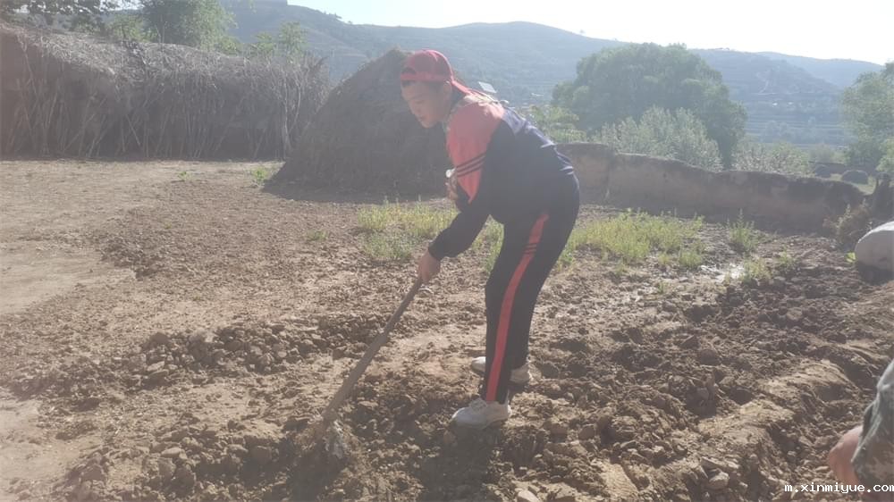 必威betway中文官网「2022年成长不烦恼」磨炼营第四天:体验收割苜蓿草 剔除玉米杂苗 必威betway中文官网「2022年成长不烦恼」磨炼营第四天:体验收割苜蓿草 剔除玉米杂苗_m.xinmiyue.com