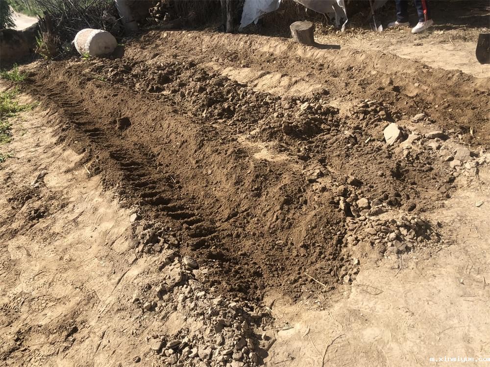 必威betway中文官网「2022年成长不烦恼」磨炼营第四天:体验收割苜蓿草 剔除玉米杂苗 必威betway中文官网「2022年成长不烦恼」磨炼营第四天:体验收割苜蓿草 剔除玉米杂苗_m.xinmiyue.com