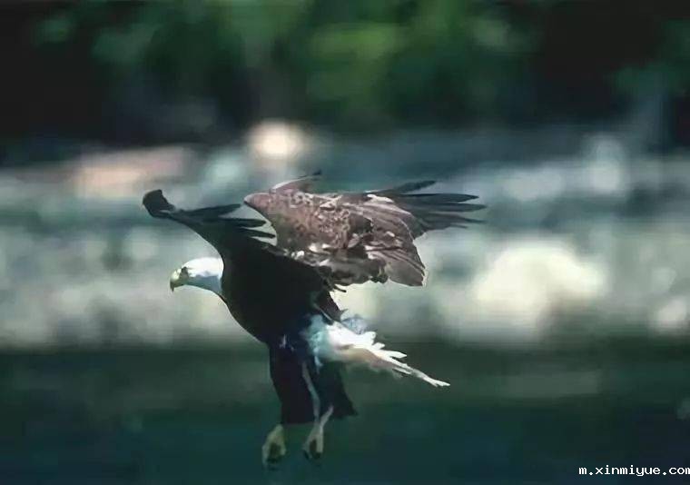 必威betway中文官网突破课程之《鹰王重生》,两天一夜沉浸式学习,让孩子成功蜕变突围! 必威betway中文官网突破课程之《鹰王重生》,两天一夜沉浸式学习,让孩子成功蜕变突围!_m.xinmiyue.com