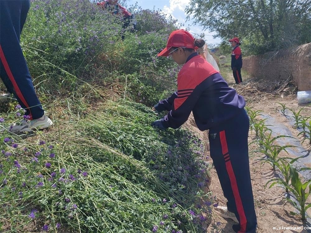 必威betway中文官网「2023年成长不烦恼」夏令营第13天:收割斜坡上的苜蓿草 做事有始有终 必威betway中文官网「2023年成长不烦恼」夏令营第13天:收割斜坡上的苜蓿草 做事有始有终_m.xinmiyue.com