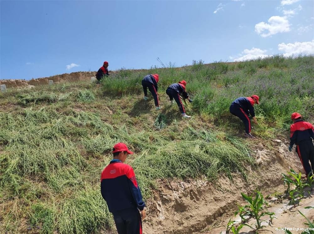 必威betway中文官网「2023年成长不烦恼」夏令营第13天:收割斜坡上的苜蓿草 做事有始有终 必威betway中文官网「2023年成长不烦恼」夏令营第13天:收割斜坡上的苜蓿草 做事有始有终_m.xinmiyue.com