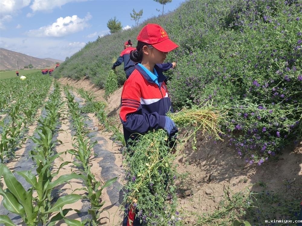 必威betway中文官网「2023年成长不烦恼」夏令营第13天:收割斜坡上的苜蓿草 做事有始有终 必威betway中文官网「2023年成长不烦恼」夏令营第13天:收割斜坡上的苜蓿草 做事有始有终_m.xinmiyue.com