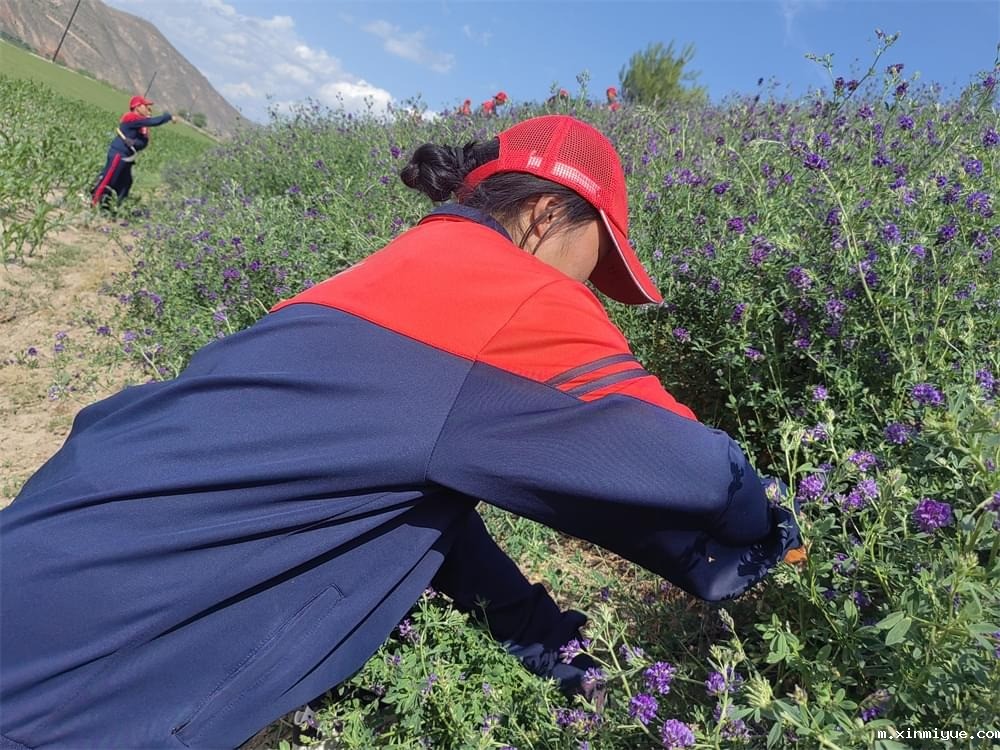 必威betway中文官网「2023年成长不烦恼」夏令营第13天:收割斜坡上的苜蓿草 做事有始有终 必威betway中文官网「2023年成长不烦恼」夏令营第13天:收割斜坡上的苜蓿草 做事有始有终_m.xinmiyue.com