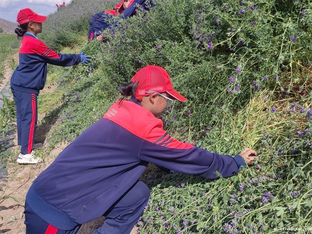 必威betway中文官网「2023年成长不烦恼」夏令营第13天:收割斜坡上的苜蓿草 做事有始有终 必威betway中文官网「2023年成长不烦恼」夏令营第13天:收割斜坡上的苜蓿草 做事有始有终_m.xinmiyue.com