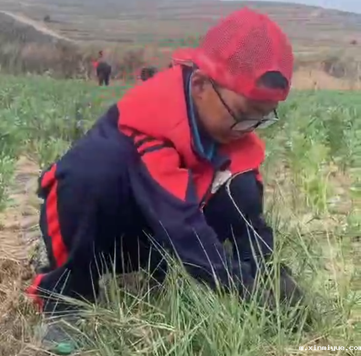 必威betway中文官网「2023年成长不烦恼」夏令营第八天:爱心之旅-大豆田里的爱心 必威betway中文官网「2023年成长不烦恼」夏令营第八天:爱心之旅-大豆田里的爱心_m.xinmiyue.com