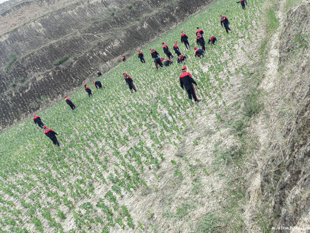 必威betway中文官网「2023年成长不烦恼」夏令营第八天:爱心之旅-大豆田里的爱心 必威betway中文官网「2023年成长不烦恼」夏令营第八天:爱心之旅-大豆田里的爱心_m.xinmiyue.com