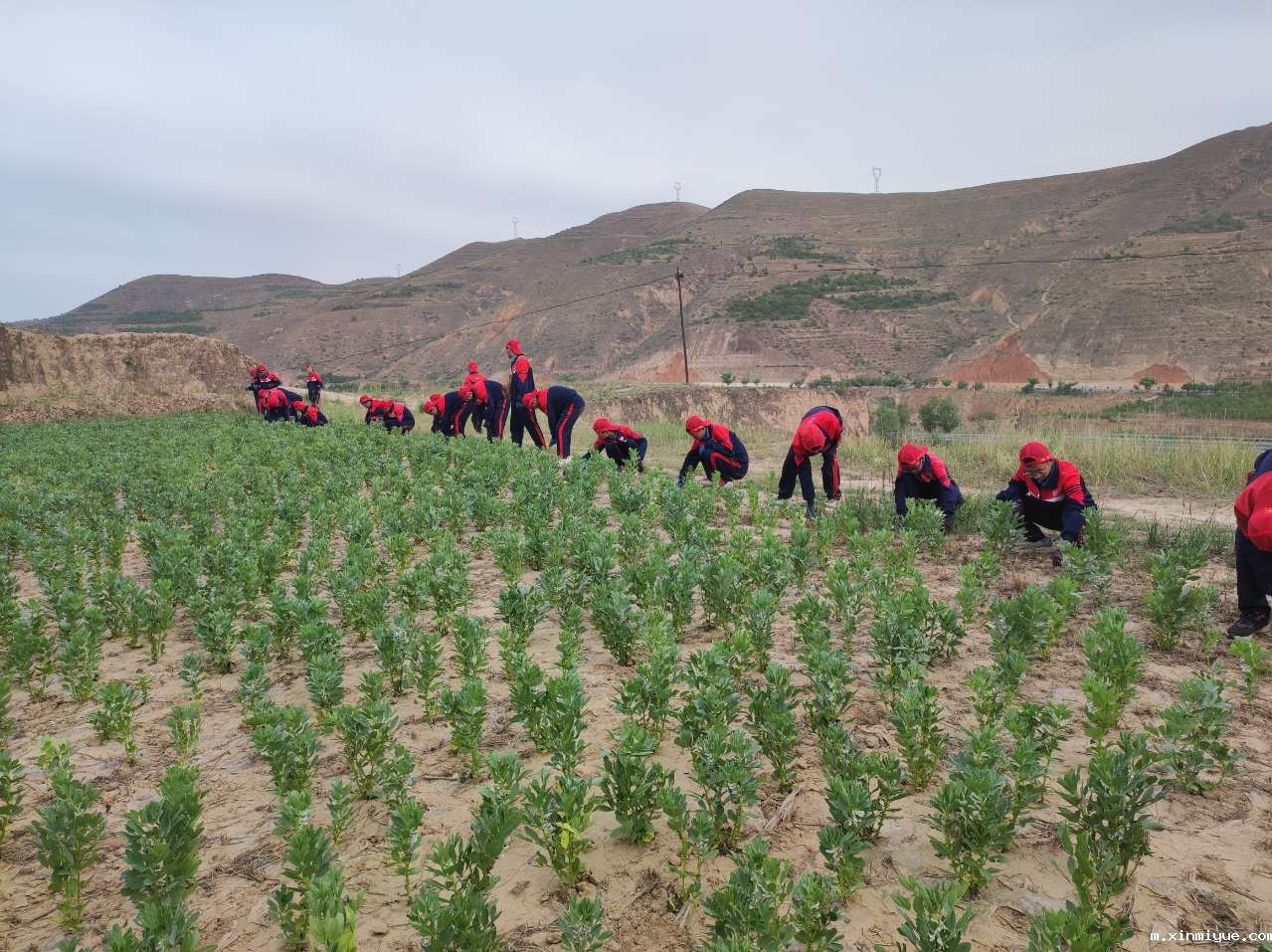 必威betway中文官网「2023年成长不烦恼」夏令营第八天:爱心之旅-大豆田里的爱心 必威betway中文官网「2023年成长不烦恼」夏令营第八天:爱心之旅-大豆田里的爱心_m.xinmiyue.com