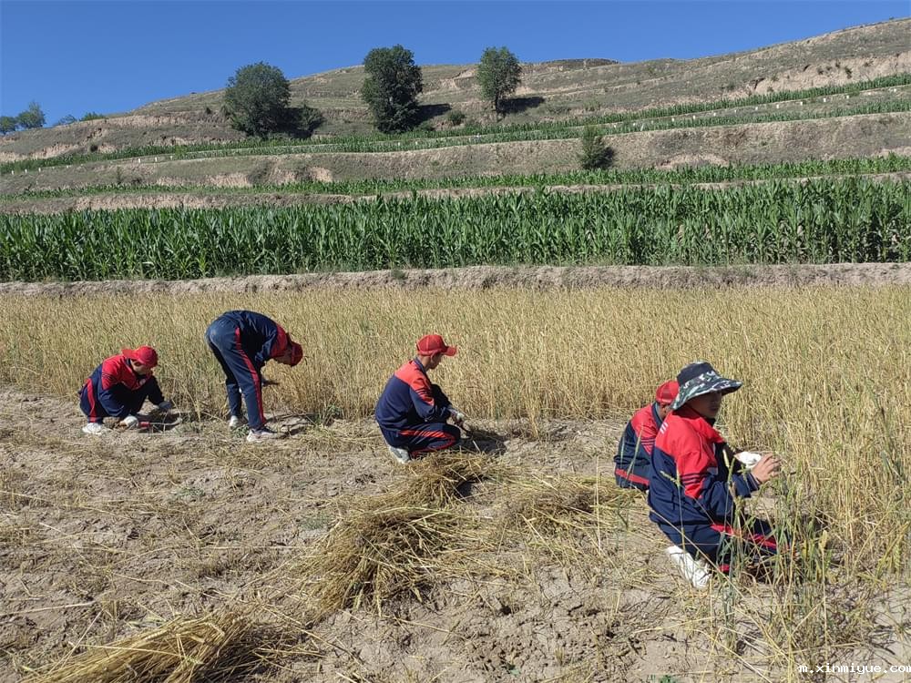 必威betway中文官网「2023年成长不烦恼」夏令营二期第9天:田间地头孩子忙收麦 黑夜路灯情暖人心 必威betway中文官网「2023年成长不烦恼」夏令营二期第9天:田间地头孩子忙收麦 黑夜路灯情暖人心_m.xinmiyue.com