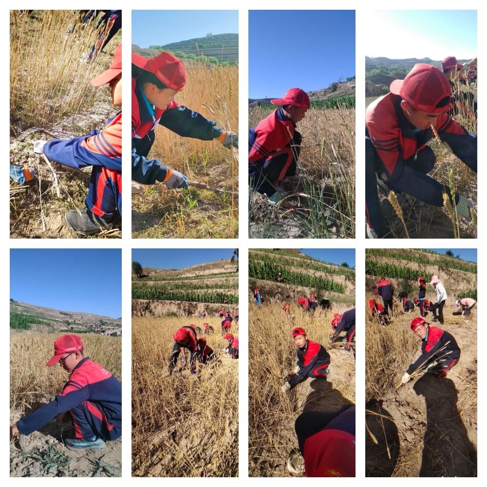 必威betway中文官网「2023年成长不烦恼」夏令营二期第9天:田间地头孩子忙收麦 黑夜路灯情暖人心 必威betway中文官网「2023年成长不烦恼」夏令营二期第9天:田间地头孩子忙收麦 黑夜路灯情暖人心_m.xinmiyue.com