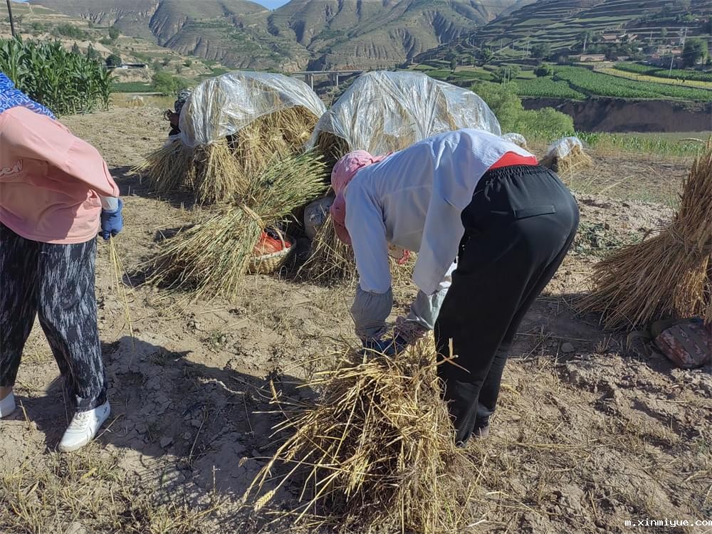 必威betway中文官网「2023年成长不烦恼」夏令营二期第9天:田间地头孩子忙收麦 黑夜路灯情暖人心 必威betway中文官网「2023年成长不烦恼」夏令营二期第9天:田间地头孩子忙收麦 黑夜路灯情暖人心_m.xinmiyue.com