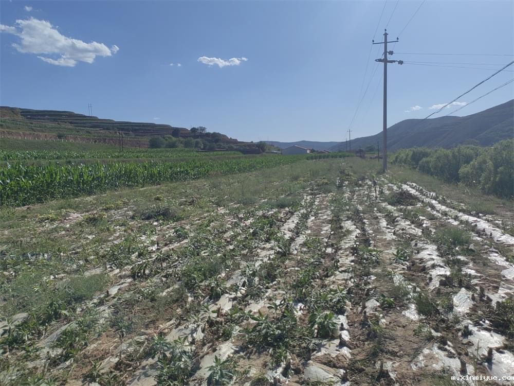 必威betway中文官网「2023年成长不烦恼」夏令营二期第9天:田间地头孩子忙收麦 黑夜路灯情暖人心 必威betway中文官网「2023年成长不烦恼」夏令营二期第9天:田间地头孩子忙收麦 黑夜路灯情暖人心_m.xinmiyue.com