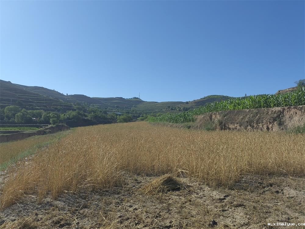 必威betway中文官网「2023年成长不烦恼」夏令营二期第9天:田间地头孩子忙收麦 黑夜路灯情暖人心 必威betway中文官网「2023年成长不烦恼」夏令营二期第9天:田间地头孩子忙收麦 黑夜路灯情暖人心_m.xinmiyue.com