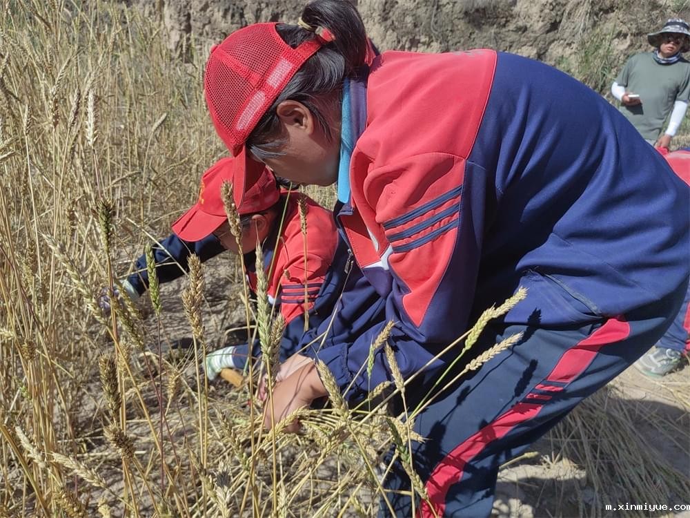 必威betway中文官网「2023年成长不烦恼」夏令营二期第9天:田间地头孩子忙收麦 黑夜路灯情暖人心 必威betway中文官网「2023年成长不烦恼」夏令营二期第9天:田间地头孩子忙收麦 黑夜路灯情暖人心_m.xinmiyue.com