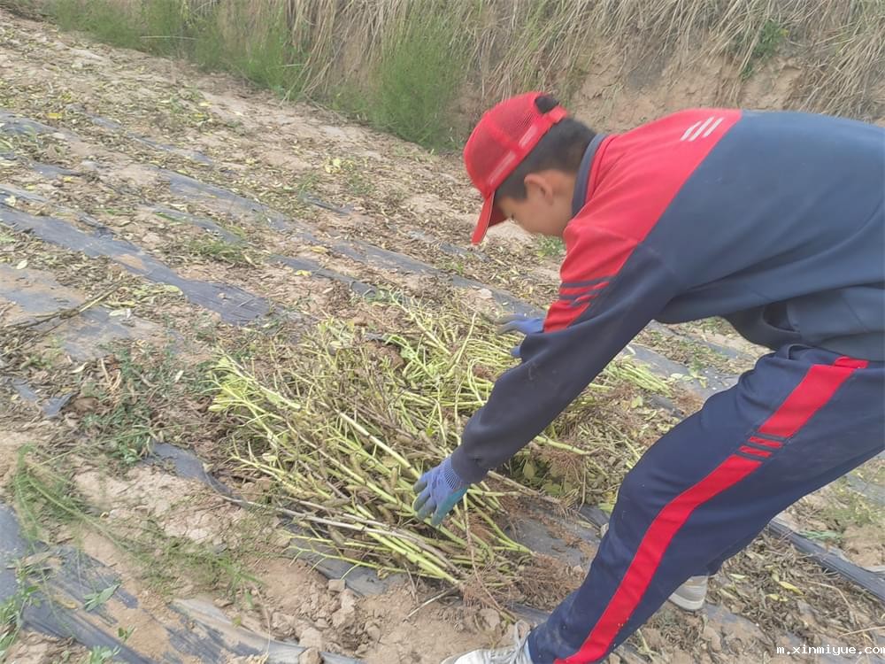 必威betway中文官网「2023年成长不烦恼」夏令营二期第11天:小手捡扁豆 粒粒皆辛苦 必威betway中文官网「2023年成长不烦恼」夏令营二期第11天:小手捡扁豆 粒粒皆辛苦_m.xinmiyue.com