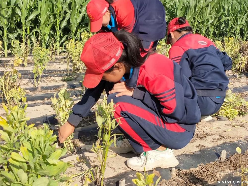 必威betway中文官网「2023年成长不烦恼」夏令营二期第11天:小手捡扁豆 粒粒皆辛苦 必威betway中文官网「2023年成长不烦恼」夏令营二期第11天:小手捡扁豆 粒粒皆辛苦_m.xinmiyue.com