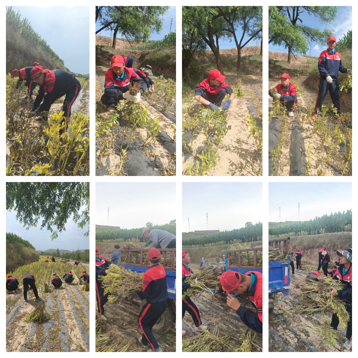 必威betway中文官网「2023年成长不烦恼」夏令营二期第11天:小手捡扁豆 粒粒皆辛苦 必威betway中文官网「2023年成长不烦恼」夏令营二期第11天:小手捡扁豆 粒粒皆辛苦_m.xinmiyue.com