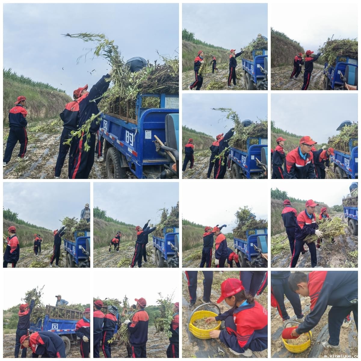 必威betway中文官网「2023年成长不烦恼」夏令营二期第11天:小手捡扁豆 粒粒皆辛苦 必威betway中文官网「2023年成长不烦恼」夏令营二期第11天:小手捡扁豆 粒粒皆辛苦_m.xinmiyue.com