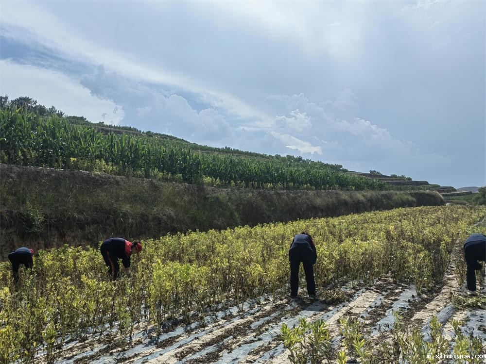 必威betway中文官网「2023年成长不烦恼」夏令营二期第11天:小手捡扁豆 粒粒皆辛苦 必威betway中文官网「2023年成长不烦恼」夏令营二期第11天:小手捡扁豆 粒粒皆辛苦_m.xinmiyue.com