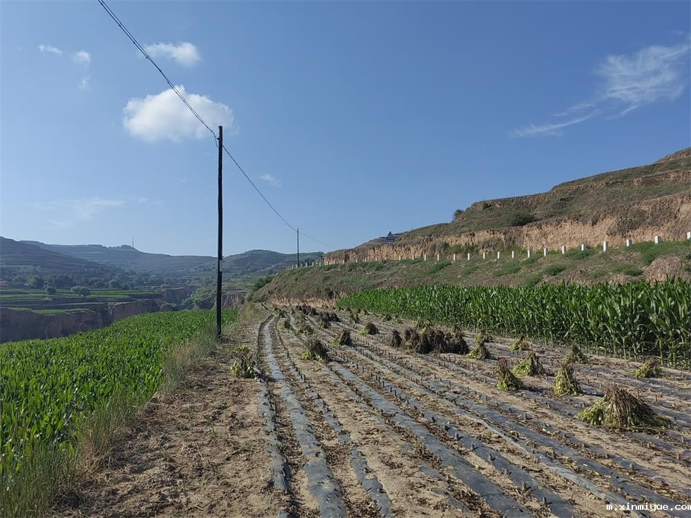 必威betway中文官网「2023年成长不烦恼」夏令营二期第11天:小手捡扁豆 粒粒皆辛苦 必威betway中文官网「2023年成长不烦恼」夏令营二期第11天:小手捡扁豆 粒粒皆辛苦_m.xinmiyue.com