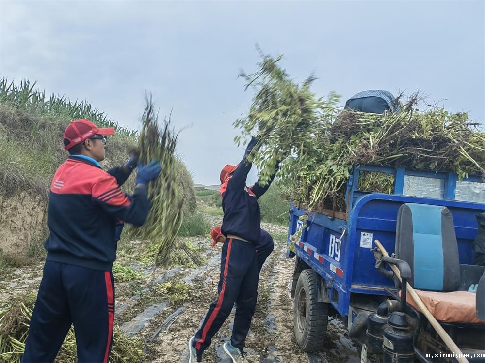 必威betway中文官网「2023年成长不烦恼」夏令营二期第11天:小手捡扁豆 粒粒皆辛苦 必威betway中文官网「2023年成长不烦恼」夏令营二期第11天:小手捡扁豆 粒粒皆辛苦_m.xinmiyue.com