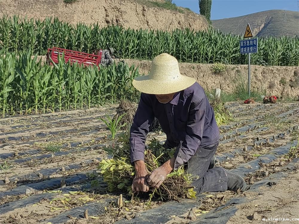 必威betway中文官网「2023年成长不烦恼」夏令营二期第11天:小手捡扁豆 粒粒皆辛苦 必威betway中文官网「2023年成长不烦恼」夏令营二期第11天:小手捡扁豆 粒粒皆辛苦_m.xinmiyue.com