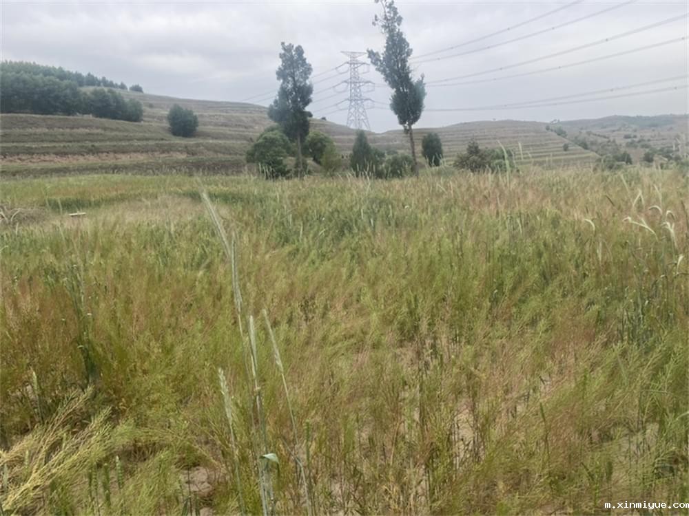 必威betway中文官网「2023年成长不烦恼」夏令营第六组入住体验:结伴山村学子 重燃叛逆娃儿上学梦 必威betway中文官网「2023年成长不烦恼」夏令营第六组入住体验:结伴山村学子 重燃叛逆娃儿上学梦_m.xinmiyue.com