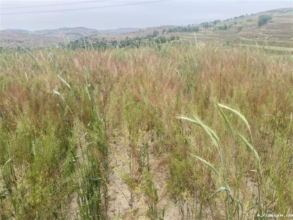 必威betway中文官网「2023年成长不烦恼」夏令营第六组入住体验:结伴山村学子 重燃叛逆娃儿上学梦 必威betway中文官网「2023年成长不烦恼」夏令营第六组入住体验:结伴山村学子 重燃叛逆娃儿上学梦_m.xinmiyue.com