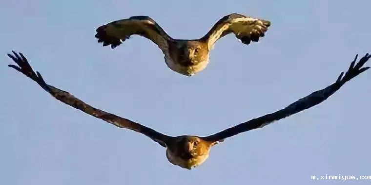 必威betway中文官网突破课程《鹰王重生》:两天两夜助力孩子完美蜕变 让娃远离游戏改陋习 必威betway中文官网突破课程《鹰王重生》:两天两夜助力孩子完美蜕变 让娃远离游戏改陋习_m.xinmiyue.com