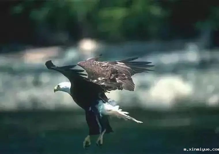 必威betway中文官网突破课程《鹰王重生》:两天两夜助力孩子完美蜕变 让娃远离游戏改陋习 必威betway中文官网突破课程《鹰王重生》:两天两夜助力孩子完美蜕变 让娃远离游戏改陋习_m.xinmiyue.com